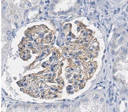 Anti-Nephrin Antibody from rabbit, purified by affinity chromatography