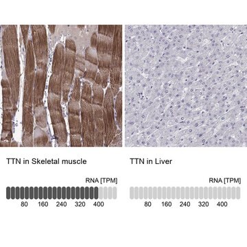 Anti-TTN antibody produced in rabbit Prestige Antibodies&#174; Powered by Atlas Antibodies, affinity isolated antibody, buffered aqueous glycerol solution