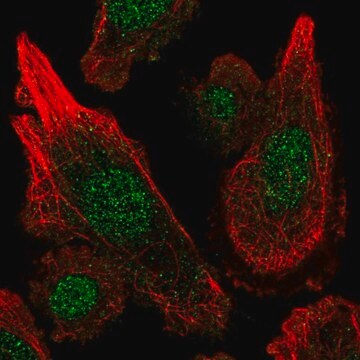 Anti-MGST3 antibody produced in rabbit Prestige Antibodies&#174; Powered by Atlas Antibodies, affinity isolated antibody