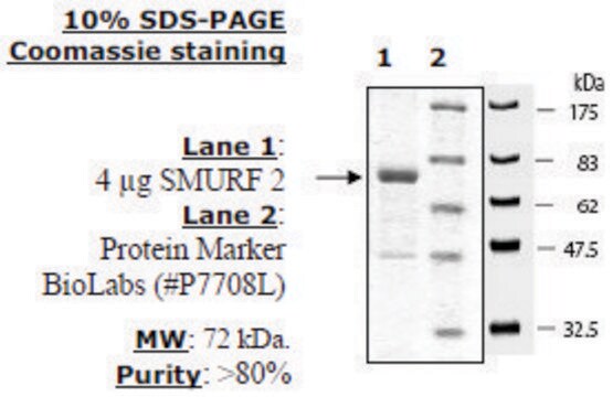 SMURF2 Active human recombinant, expressed in baculovirus infected insect cells, &#8805;80% (SDS-PAGE)