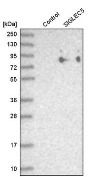 Anti-SIGLEC5 antibody produced in rabbit Prestige Antibodies&#174; Powered by Atlas Antibodies, affinity isolated antibody, buffered aqueous glycerol solution