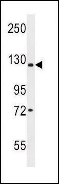 ANTI-JMJD2C (C-TERM) antibody produced in rabbit IgG fraction of antiserum, buffered aqueous solution