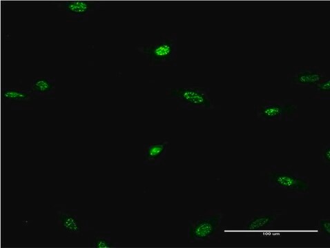 Monoclonal Anti-LHX2, (N-terminal) antibody produced in mouse clone 1E6, purified immunoglobulin, buffered aqueous solution