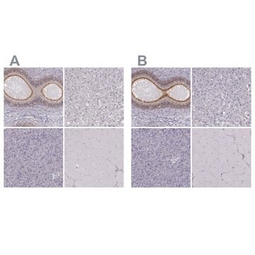 Anti-ZNF185 antibody produced in rabbit Prestige Antibodies&#174; Powered by Atlas Antibodies, affinity isolated antibody, buffered aqueous glycerol solution