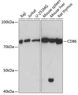 Anti-CD86 antibody produced in rabbit