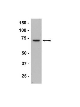 Anti-ZAP-70 Antibody, clone 1E7.2 clone 1E7.2, Upstate&#174;, from mouse