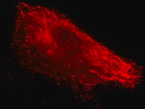 LentiBrite EB3-RFP Lentiviral Biosensor