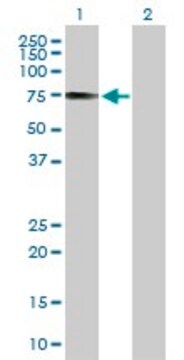 Anti-IRF2BP1 antibody produced in mouse purified immunoglobulin, buffered aqueous solution