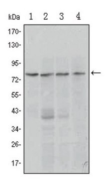 Anti-PRDM1 Antibody, clone 5E7 ascites fluid, clone 5E7, from mouse