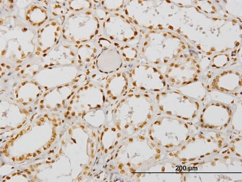 Monoclonal Anti-NCOA4, (C-terminal) antibody produced in mouse clone 1F11, purified immunoglobulin, buffered aqueous solution