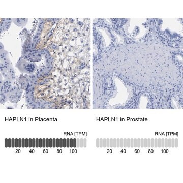 Anti-HAPLN1 antibody produced in rabbit Prestige Antibodies&#174; Powered by Atlas Antibodies, affinity isolated antibody, buffered aqueous glycerol solution, Ab1