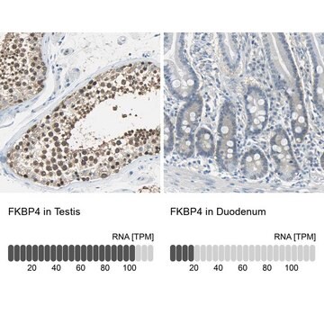 Anti-FKBP4 antibody produced in rabbit Prestige Antibodies&#174; Powered by Atlas Antibodies, affinity isolated antibody, buffered aqueous glycerol solution