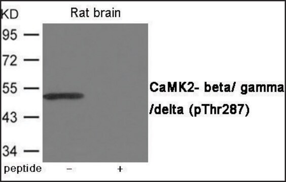 Anti-phospho-CaMK2-&#946;/&#947;/&#948; (pThr287) antibody produced in rabbit affinity isolated antibody