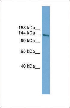 抗DCC抗体 ウサギ宿主抗体 affinity isolated antibody