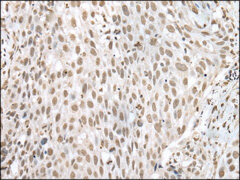 Anti-VSX1 affinity isolated antibody