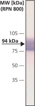 Monoclonal Anti-&#946;-Catenin antibody produced in mouse clone 15B8, ascites fluid