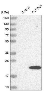 Anti-FUNDC1 antibody produced in rabbit Prestige Antibodies&#174; Powered by Atlas Antibodies, affinity isolated antibody, buffered aqueous glycerol solution