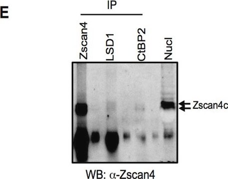 Anti-Zscan4 Antibody from rabbit, purified by affinity chromatography