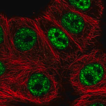 Anti-C12orf57 antibody produced in rabbit Prestige Antibodies&#174; Powered by Atlas Antibodies, affinity isolated antibody