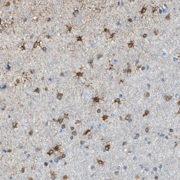 Anti-KIAA0895 antibody produced in rabbit Prestige Antibodies&#174; Powered by Atlas Antibodies, affinity isolated antibody, buffered aqueous glycerol solution