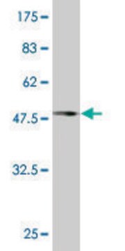 Monoclonal Anti-DCTN1 antibody produced in mouse clone 1E12, purified immunoglobulin, buffered aqueous solution