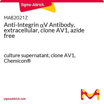 Anti-Integrin &#945;V Antibody, extracellular, clone AV1, azide free culture supernatant, clone AV1, Chemicon&#174;