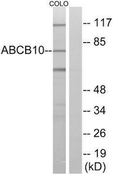 Anti-ABCB10 antibody produced in rabbit affinity isolated antibody