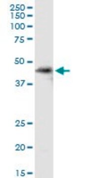 Anti-SDSL antibody produced in rabbit purified immunoglobulin, buffered aqueous solution