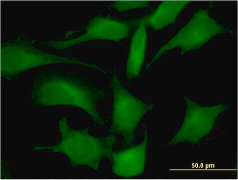 Monoclonal Anti-LDHC antibody produced in mouse clone 2C8, purified immunoglobulin, buffered aqueous solution