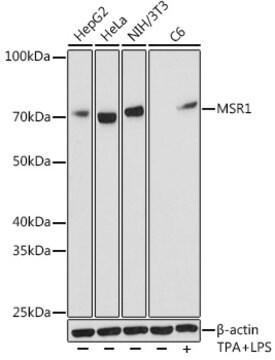 Anti-MSR1 Antibody, clone 10O8B0, Rabbit Monoclonal