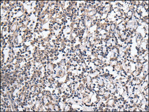 Anti-PLAG1 affinity isolated antibody