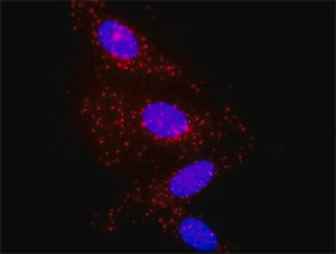 Monoclonal Anti-A2M antibody produced in mouse clone 2B5, purified immunoglobulin, buffered aqueous solution