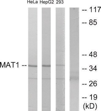 Anti-MAT1 antibody produced in rabbit affinity isolated antibody