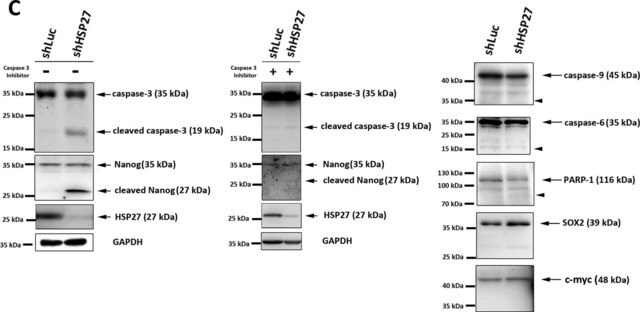 Anti-Nanog Antibody serum, Chemicon&#174;