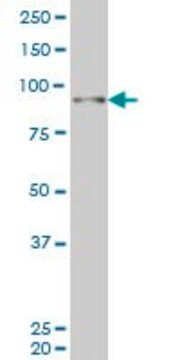 Monoclonal Anti-SIX4 antibody produced in mouse clone 7F1, purified immunoglobulin, buffered aqueous solution