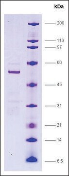 PPAR &#948;, ligand binding domain (165-441), GST tagged human recombinant, expressed in E. coli, &#8805;80% (SDS-PAGE)