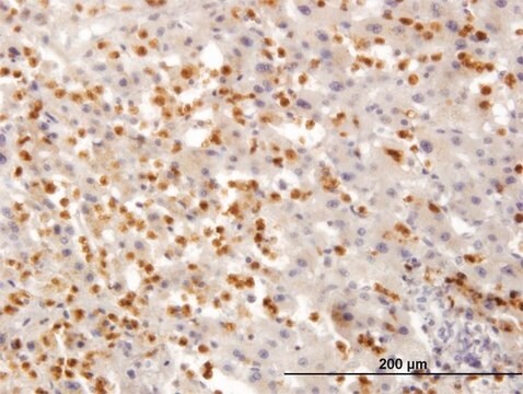 Monoclonal Anti-TARS antibody produced in mouse clone 1A9, purified immunoglobulin, buffered aqueous solution