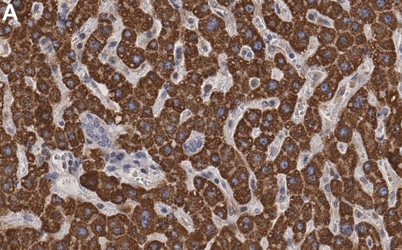 Anti-DUSP6 Antibody, clone 1H14 ZooMAb&#174; Rabbit Monoclonal recombinant, expressed in HEK 293 cells