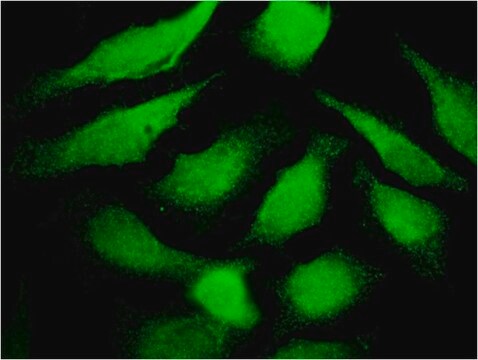 Monoclonal Anti-TF antibody produced in mouse clone 1C2, purified immunoglobulin, buffered aqueous solution