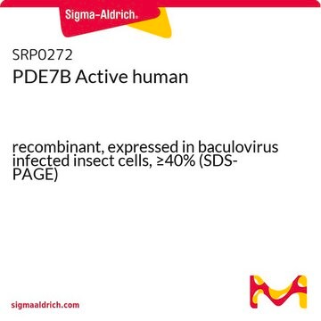 PDE7B Active human recombinant, expressed in baculovirus infected insect cells, &#8805;40% (SDS-PAGE)