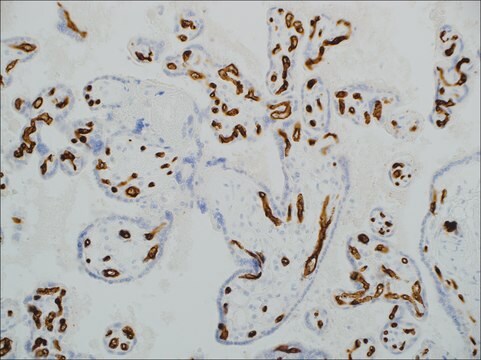 CD34 (EP88) Rabbit Monoclonal Primary Antibody clone EP88, unconjugated, Cell Marque&#8482;