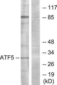 Anti-ATF5 antibody produced in rabbit affinity isolated antibody