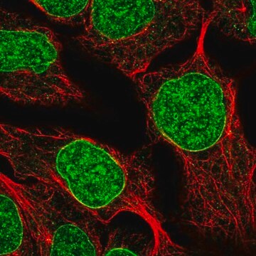 Anti-DUSP2 antibody produced in rabbit Prestige Antibodies&#174; Powered by Atlas Antibodies, affinity isolated antibody