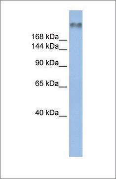 Anti-SCN8A affinity isolated antibody