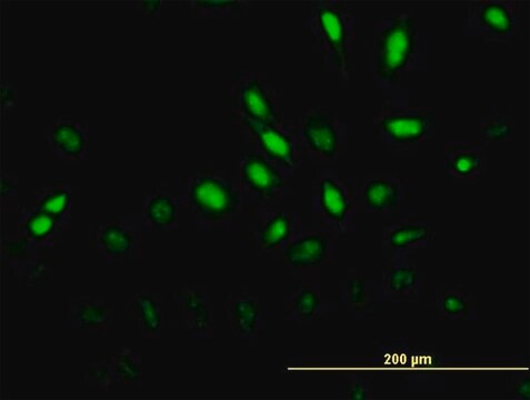 Monoclonal Anti-MAPK6, (C-terminal) antibody produced in mouse clone 4C11, purified immunoglobulin, buffered aqueous solution