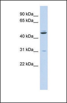 Anti-ZNF238, (N-terminal) antibody produced in rabbit affinity isolated antibody