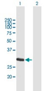 Anti-FCN1 antibody produced in mouse purified immunoglobulin, buffered aqueous solution