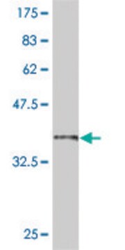 ANTI-SMAD6 antibody produced in mouse clone 2E4, purified immunoglobulin, buffered aqueous solution