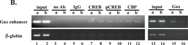 Anti-acetyl-Histone H3 Antibody from rabbit