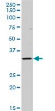 Anti-HLA-DOB antibody produced in mouse purified immunoglobulin, buffered aqueous solution